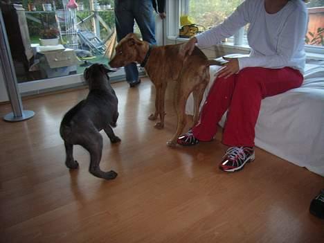 Cane corso Charlie - ham der vil jeg da lege med......... billede 11