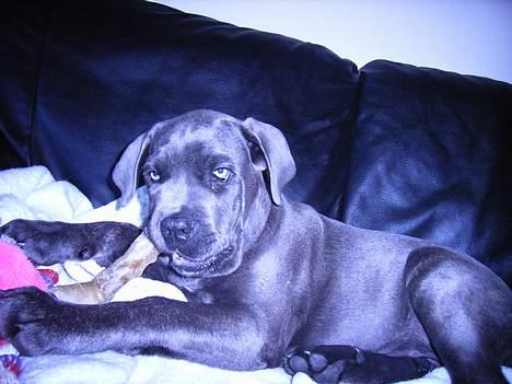 Cane corso Charlie - Man kan godt blive liiiidt træt af at tygge ben...gaaab billede 13