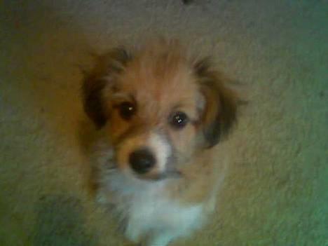 Blanding af racer Toofie - HaarJ zarah<3 billede 5