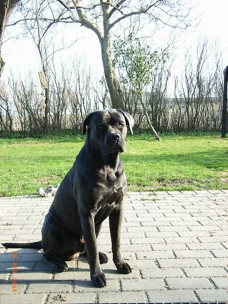 Cane corso Charlie - d.17.april.06. hmm gud ved hvor længe jeg skal vente på far får taget de fotos.. billede 14