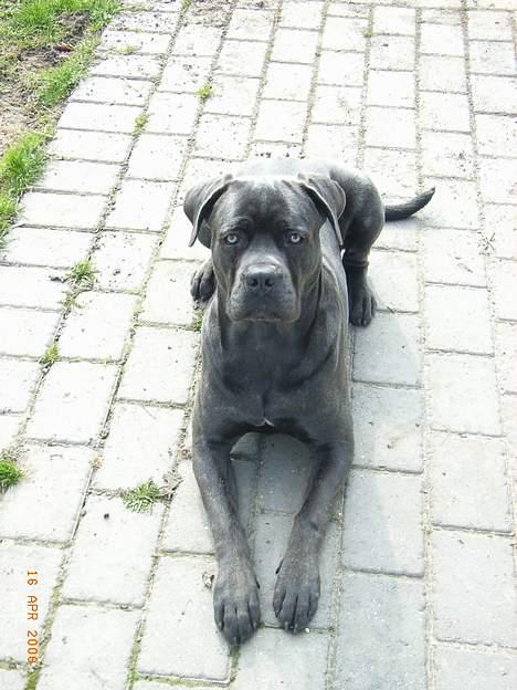 Cane corso Charlie - d.17.4.06.. hvor vi nyder solen endelig er kommet ;-) billede 15