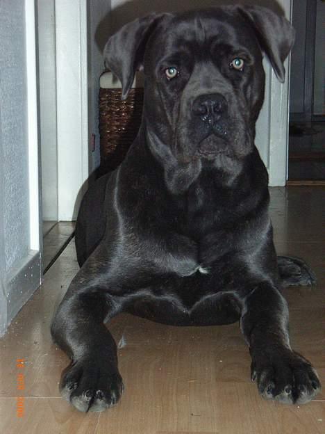Cane corso Charlie - d.17.4.06. hov der kom far listende igen billede 16