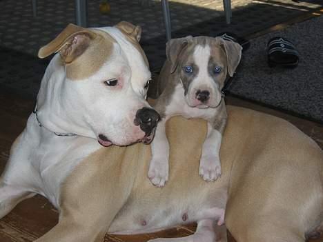 Amerikansk staffordshire terrier Kenzo billede 1