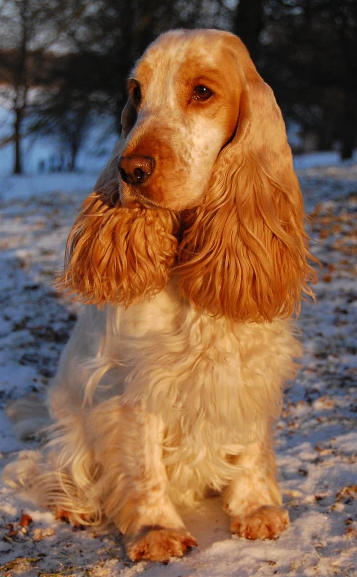 Cocker spaniel Magic Mace Hot Fudge billede 8