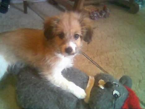 Blanding af racer Toofie - Fik laqt min mus ned<33 billede 6