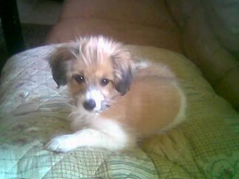 Blanding af racer Toofie - Hmm??? Whats happend?? billede 7