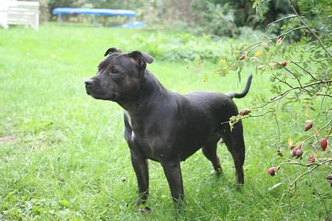 Staffordshire bull terrier Point of View Annie - Hvor står hun pænt *1/10-06* billede 3