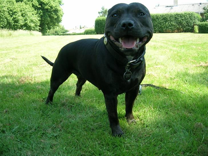 Staffordshire bull terrier Point of View Annie - 100% ørekupering! billede 4