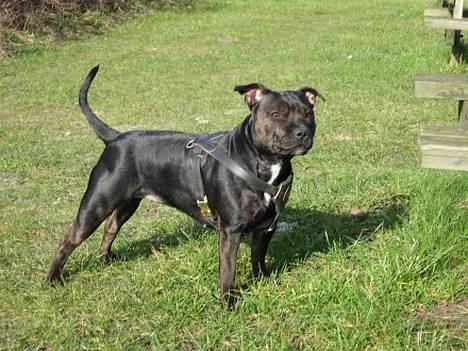 Staffordshire bull terrier Point of View Annie - Annie er lækker! *11/3-07* billede 5