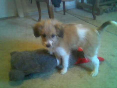 Blanding af racer Toofie - Den her mus er min kommende kone<33 billede 8