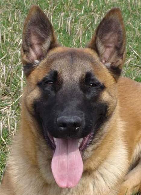 Malinois IPO3 Vandalen´s Iroc - over regnbuen  - 6 mdr - ikke så hvalpet i udstrålingen mere  billede 14