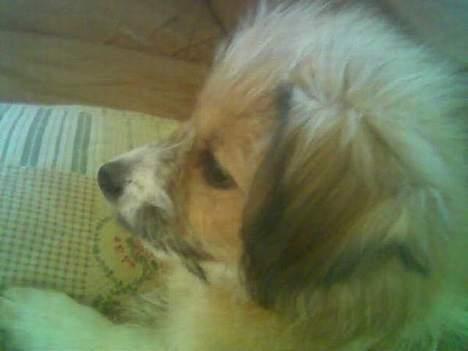 Blanding af racer Toofie - Hva er dét??? Vuf??? billede 10