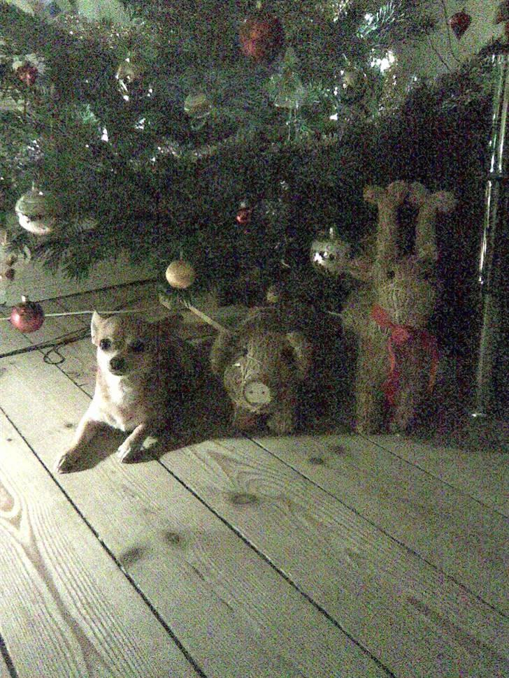 Chihuahua Challenge billede 8