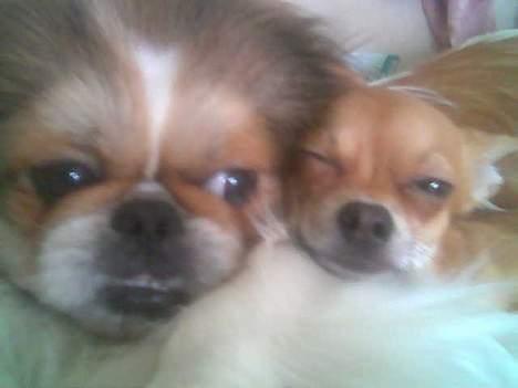 Pekingeser Danger - Savner dig!! 2004 - 2010 - Danger-mand og Challenge-pusser hygger.. billede 14