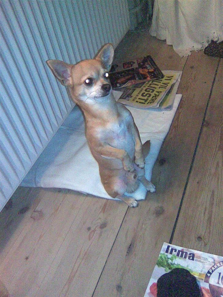 Chihuahua Challenge billede 9