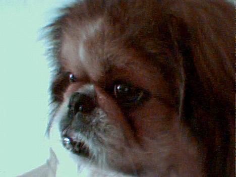 Pekingeser Danger - Savner dig!! 2004 - 2010 - Mig! ;-) billede 15