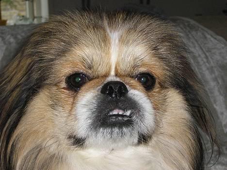 Pekingeser Danger - Savner dig!! 2004 - 2010 - Danger-mand  billede 16