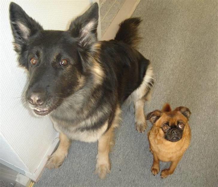 Blanding af racer (Griffon) Bella *6år* - Min bedste ven og bodyguard billede 3