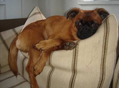 Blanding af racer (Griffon) Bella *6år* - Aaaaah det er LIVET!!! billede 4