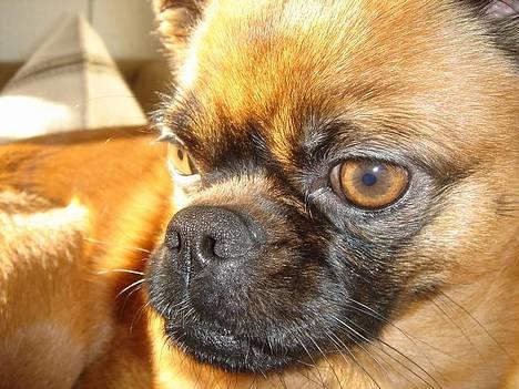 Blanding af racer (Griffon) Bella *6år* - Min dejlige turbomås billede 5