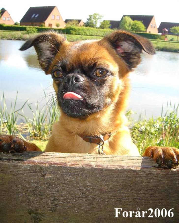 Blanding af racer (Griffon) Bella *6år* - Æv bæv bussemand sure tæer i saftevand billede 6