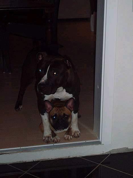 Fransk bulldog Hansi - Hansi og hans bedste ven, Anton... billede 5