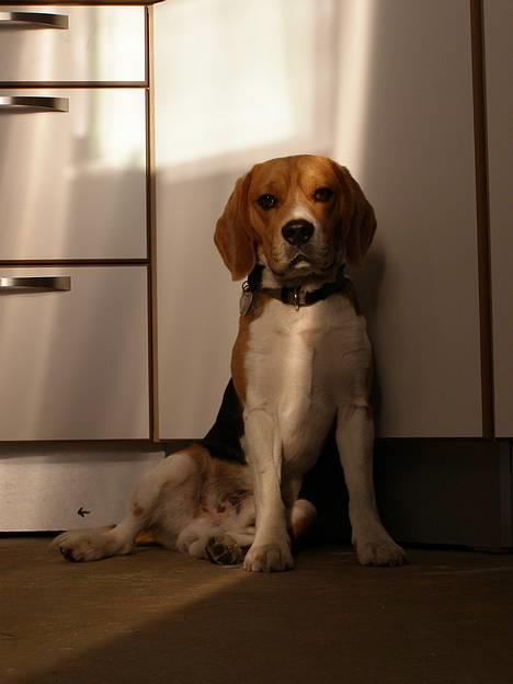 Beagle Bob RIP 22/10-2017 - Jeg sidder lige og venter på at du giver mig en kommentar eller en udfordring... billede 1