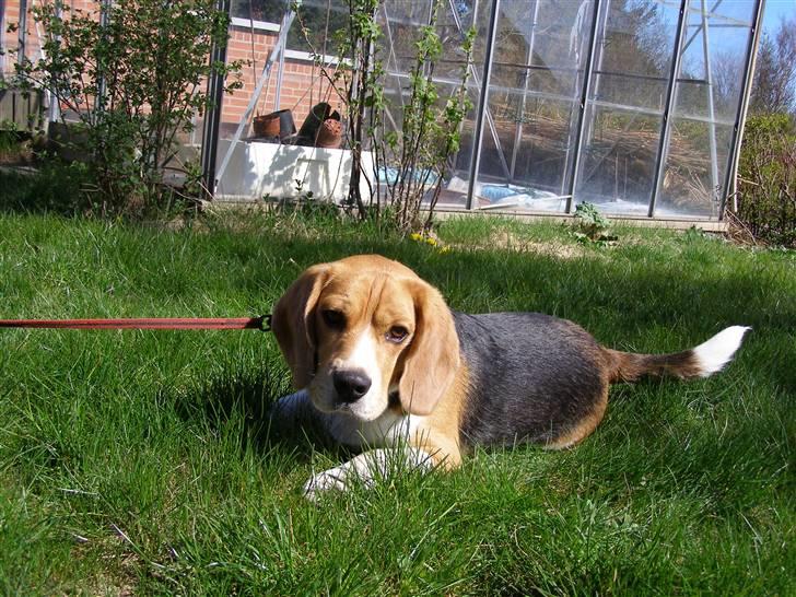 Beagle Bob RIP 22/10-2017 - Hvor er det dejligt at ligge her i sommervarmen billede 2