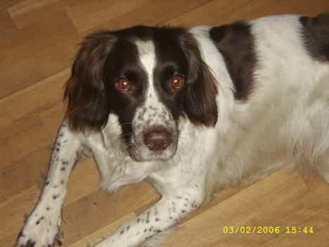 Engelsk springer spaniel Bailey billede 4