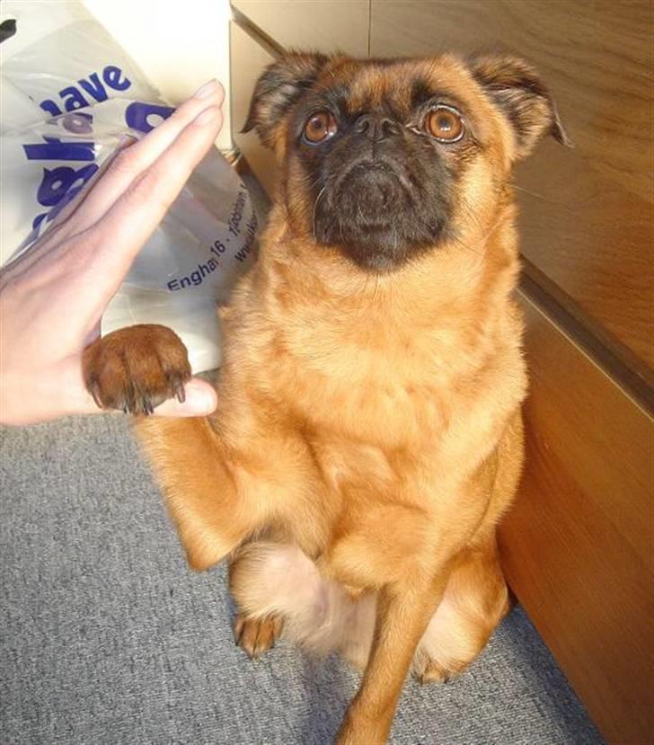 Blanding af racer (Griffon) Bella *6år* - Bella kan lave high five med begge poter. billede 7