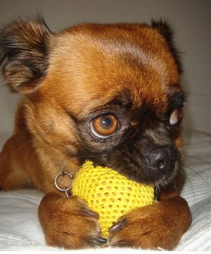 Blanding af racer (Griffon) Bella *6år* - Det er da min? Ikk? billede 8