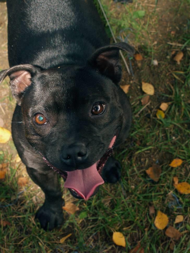 Staffordshire bull terrier Westlund Stacia - Sep. 08 billede 18