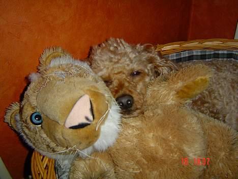 Dværgpuddel Pjevs "Stundt" Pedersen  - Pjevs og han´s  bamse tager en lille lur billede 2