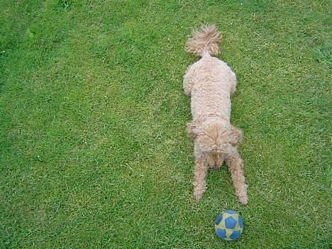 Dværgpuddel Pjevs "Stundt" Pedersen  - Pjevs og han´s bold billede 3