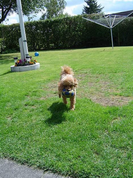 Dværgpuddel Pjevs "Stundt" Pedersen  - Pjevs henter han´s bold billede 4