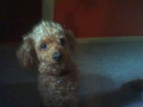 Dværgpuddel Pjevs "Stundt" Pedersen  - Jeg har da ikke gjort noget hehehehehe! billede 7