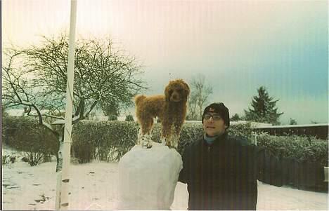 Dværgpuddel Pjevs "Stundt" Pedersen  - Pjevs og han´s snemand billede 8