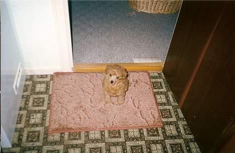 Dværgpuddel Pjevs "Stundt" Pedersen  - Pjevs ca.12 uger gammel billede 11