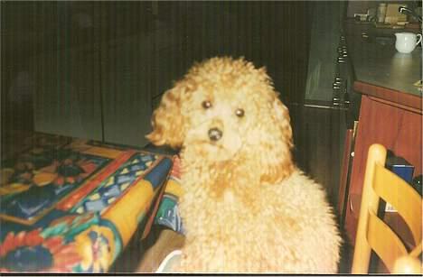 Dværgpuddel Pjevs "Stundt" Pedersen  - ca. 8-10 mrd. gammel billede 12