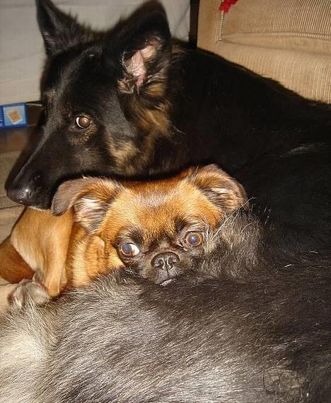 Blanding af racer (Griffon) Bella *6år* - Mig og Billa (hende æææælsker jeg!) billede 9