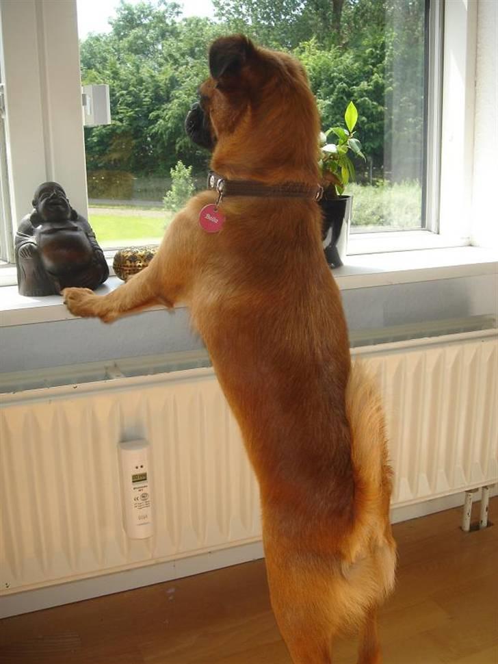 Blanding af racer (Griffon) Bella *6år* - Jeg holder lige øje med græsplænen derude... vi kan jo ikke have at den pludselig smutter. billede 10