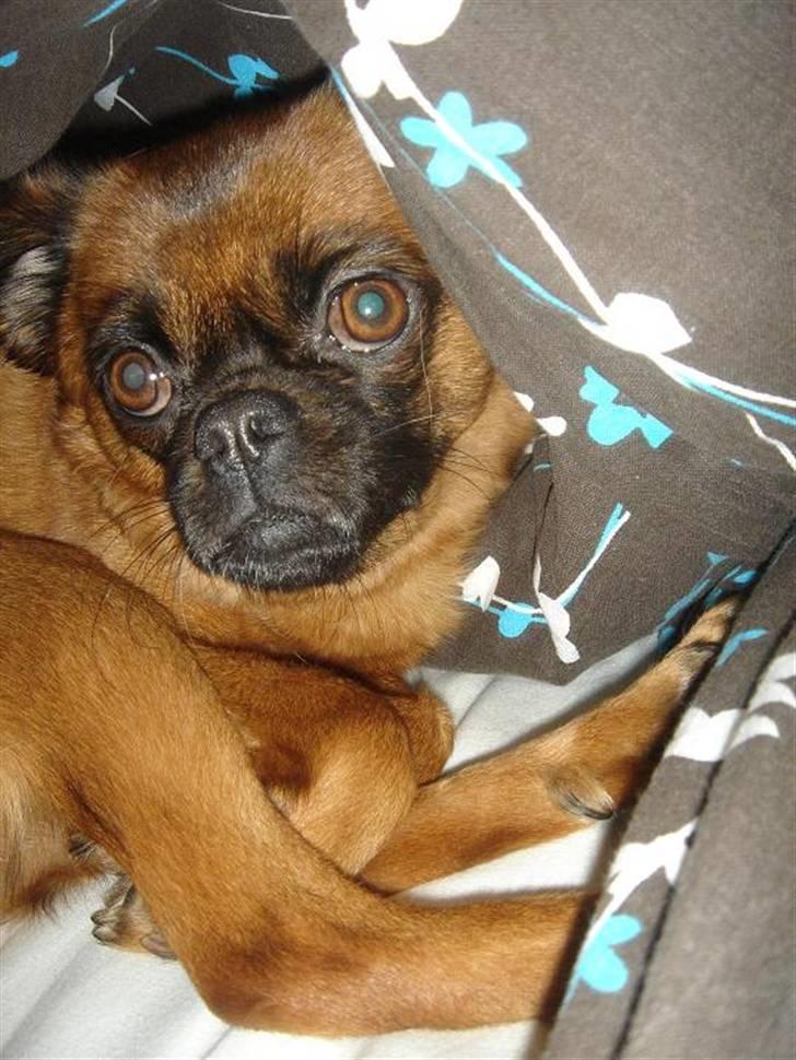 Blanding af racer (Griffon) Bella *6år* - Deeeet må jeg ikke.... billede 11