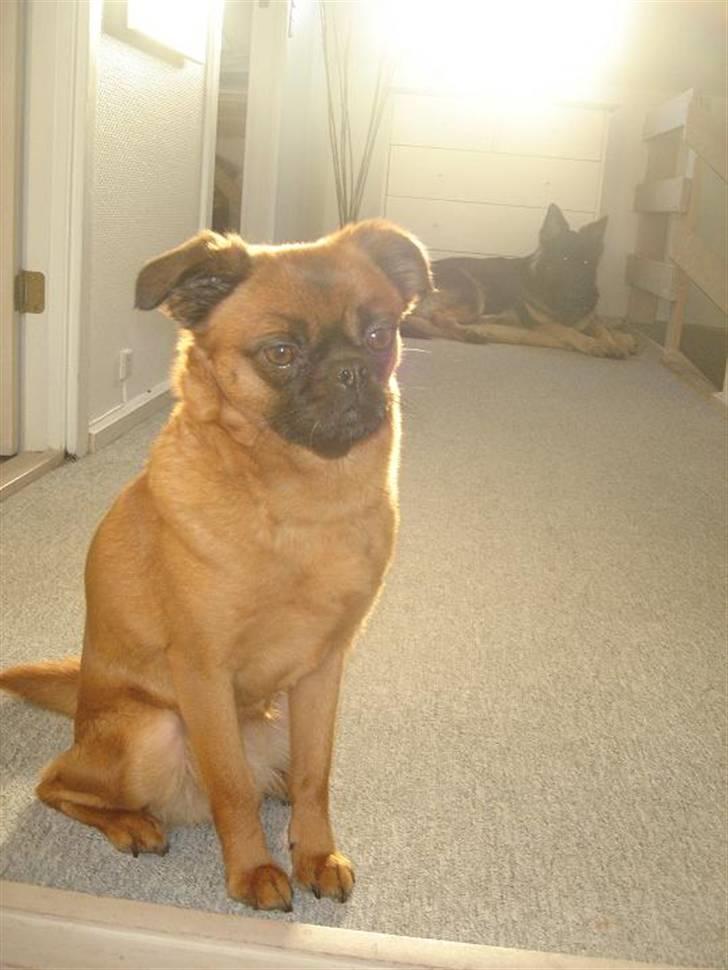 Blanding af racer (Griffon) Bella *6år* - Man skal se alvorlig ud på de der rigtige modebilleder, har jeg hørt. billede 12