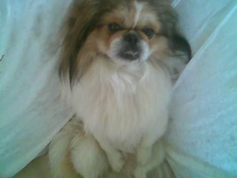 Pekingeser Danger - Savner dig!! 2004 - 2010 - Du er dejlig, Danger-mand! billede 17