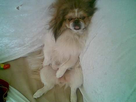Pekingeser Danger - Savner dig!! 2004 - 2010 - Sidder og ser fjernsyn.. :-) billede 18