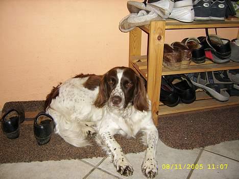 Engelsk springer spaniel Bailey billede 6