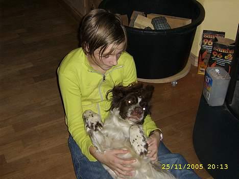 Engelsk springer spaniel Bailey billede 7