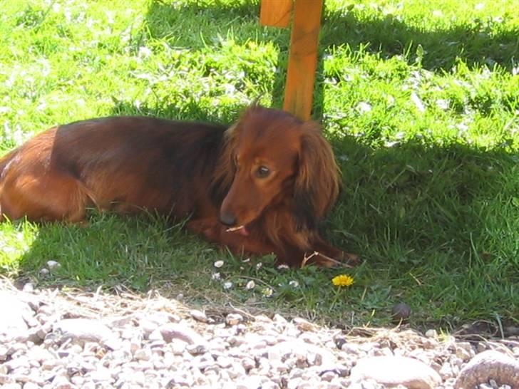 Dværggravhund Chico *3.11.05* - Snoooorrrkkk...:) billede 5