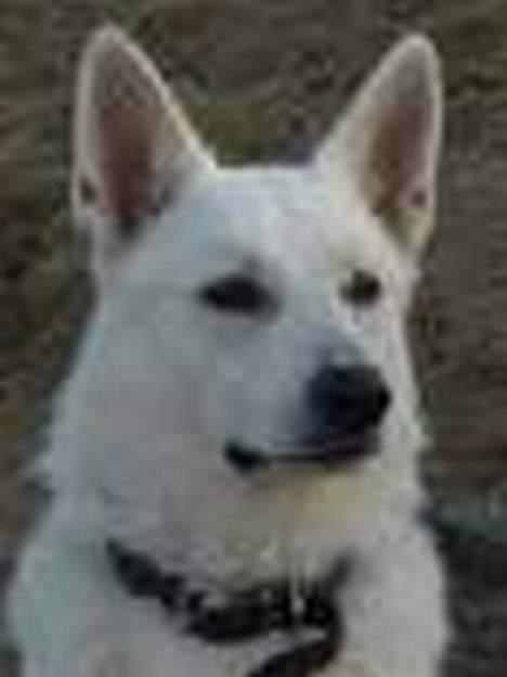 Hvid schæfer Bongo-Boy of white Skydog billede 1
