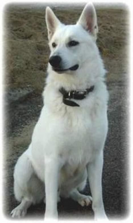 Hvid schæfer Bongo-Boy of white Skydog billede 2